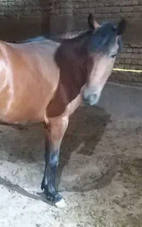 ۱ قلاده سگ+۱راس مادیان