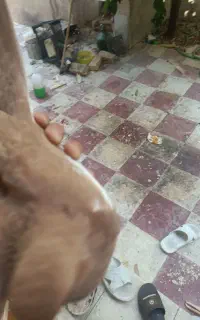 کبوتر