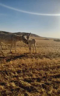 شیر الاغ