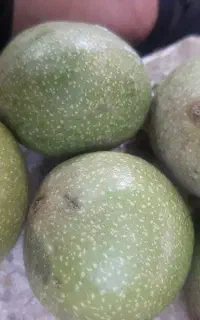 گردو تازه