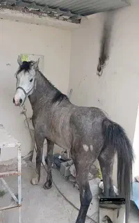 اسب نریان ، سلامت