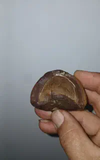 فسیل تخم پرنده