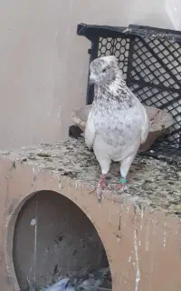 کبوتر