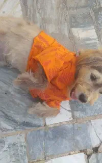 سگ خانگی