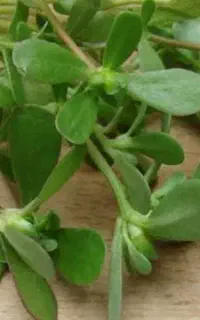 سبزی خرفه تازه