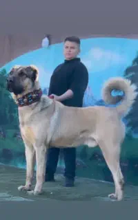 سگ سرابی نر و ماده مدارک کامل