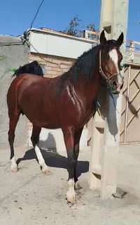 اسب مادیان کره اسب