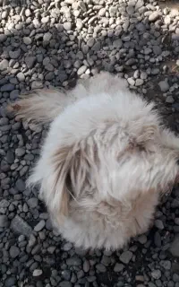 سگ‌پشمالو
