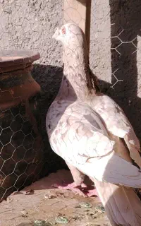 هفت رنگ زیبا