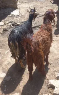 بزغاله نر ماده