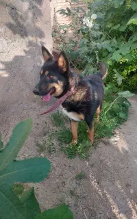 سگ ماده