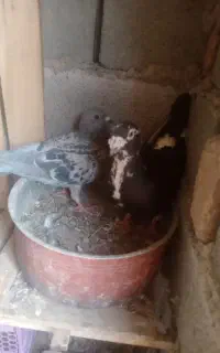 کفتر مسافتی