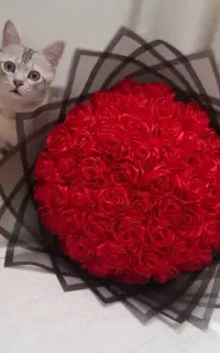 گل روبانی