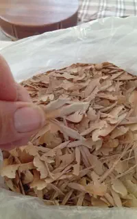 بذر وارداتی درختچه های زینتی وخاکبرگ