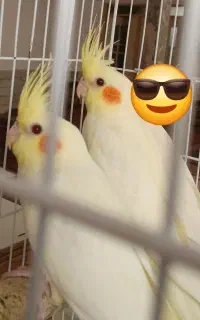 جوجه عروس هلندی دو ماهه