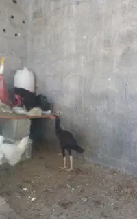جوجه لاری اوشامو