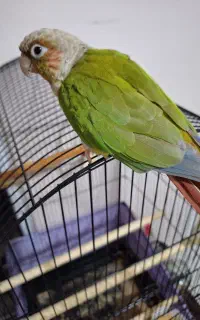 گرینچیک دستی نژاد آناناسی فول رد