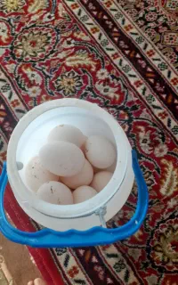 تخم مرغ نطفه دار لهستانی وابریشمی