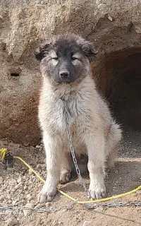 سگ سرابی ذات قدیم اصیل