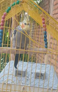 عروس هلندی