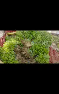 نهال گوجه فلفل و بادمجان