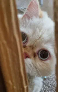گربه