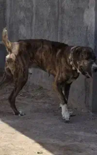 سگ نگهبان و گله ای