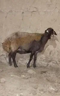 میش قیمت مناسب