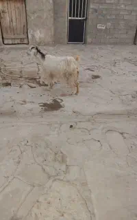 بز و بزغاله