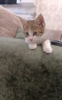 گربه DSH