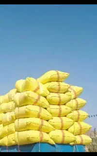 کاه گندم