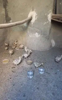 جوجه بوقلمون محلی