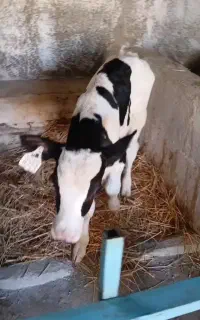 گوساله و گاو هولیشتاین