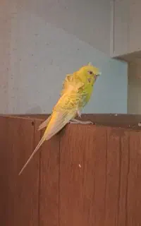 مرغ عشق پراوانه ای چشم فالو