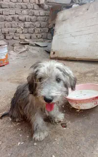 سگ فروشی سه ماهه