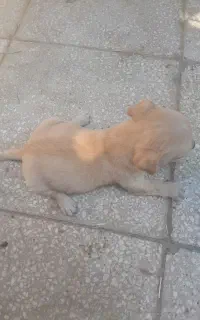سگ پا کوتاه