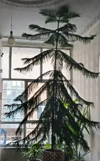 گل طبیعی مطبق ۴ متری