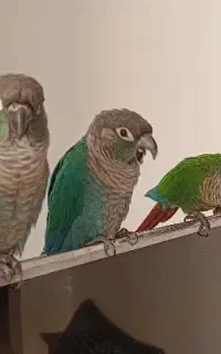 گرینچیک