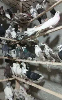 بار جدید رسید تعداد ۴۰۰ عدد