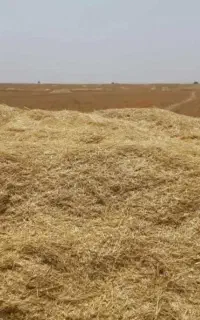 فروش کاه
