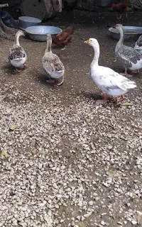 غاز