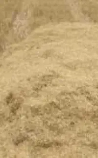 کاه جو دیم