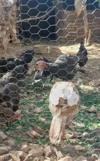 بوقلمون