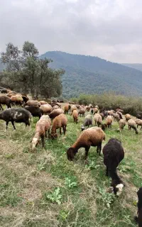 بره ماده