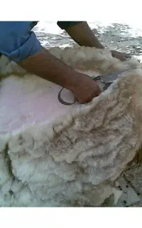 پشم گوسفند