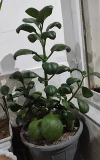 گل قاشقی 200