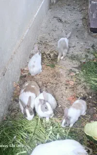 خرگوش بسیار زیبا