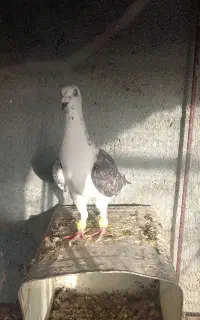 کفتر