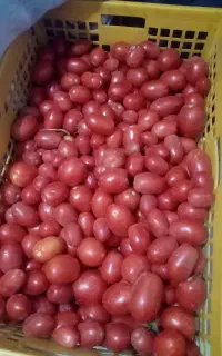 رب گوجه خانگی