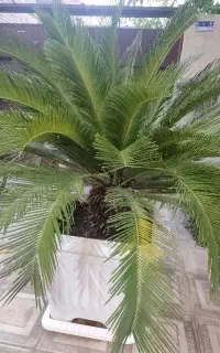 سیکاس بزرگ